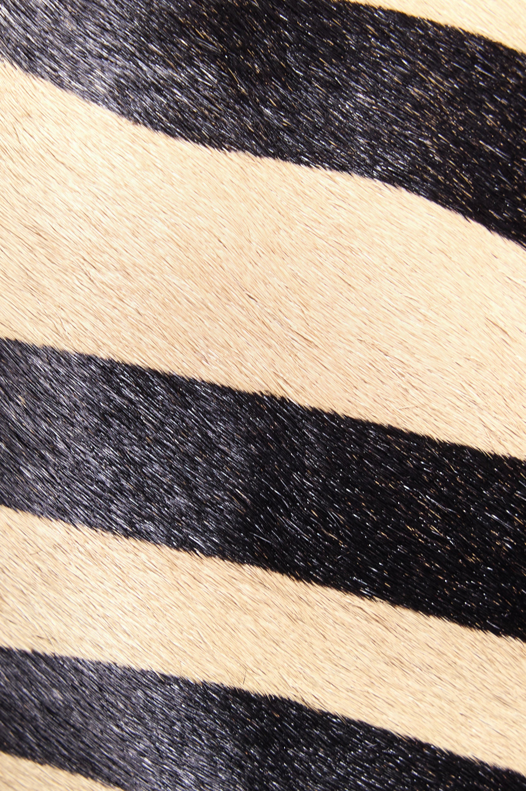 Lucca Shoulder Bag in Calfhair With Adjustable Strap and Polished Silver Buckle, Microsuede Lining, and Snap Button Interior Slip Pocket in Zebra Haircalf Colorway - Fabric Close Up View Featured